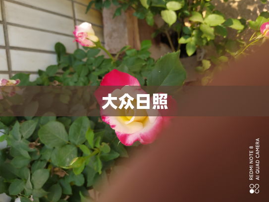 大众日照