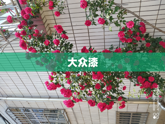 大众漆