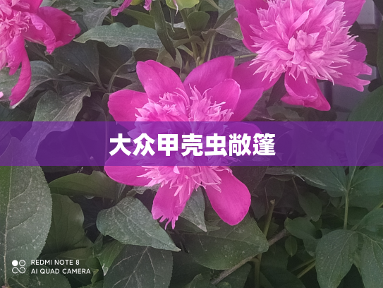 大众甲壳虫敞篷