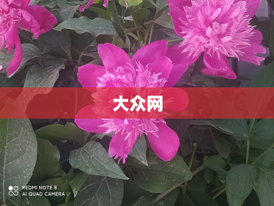 大众网