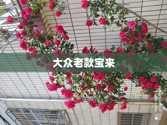 大众老款宝来