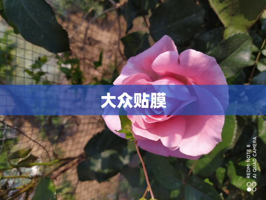 大众贴膜