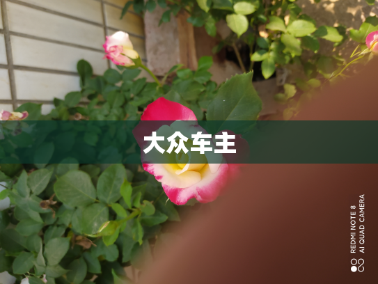 大众车主