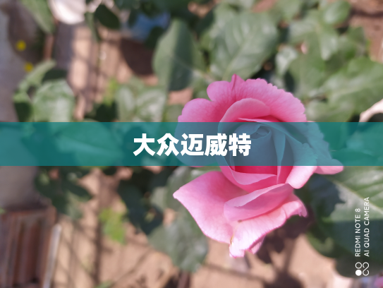 大众迈威特