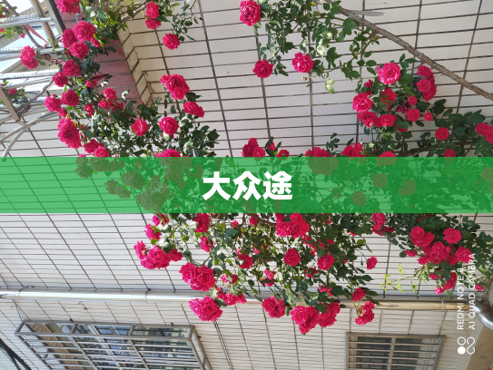 大众途