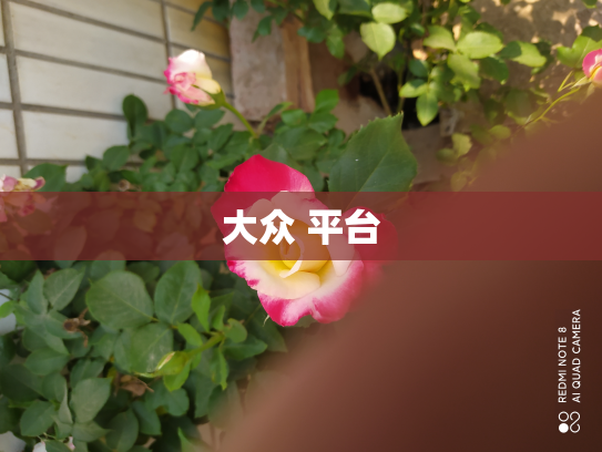 大众 平台