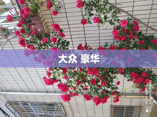 大众 豪华