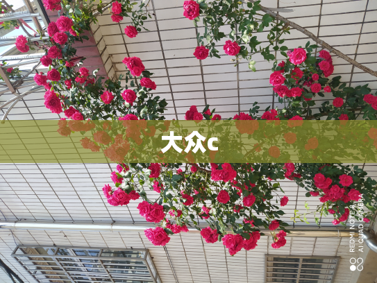 大众c