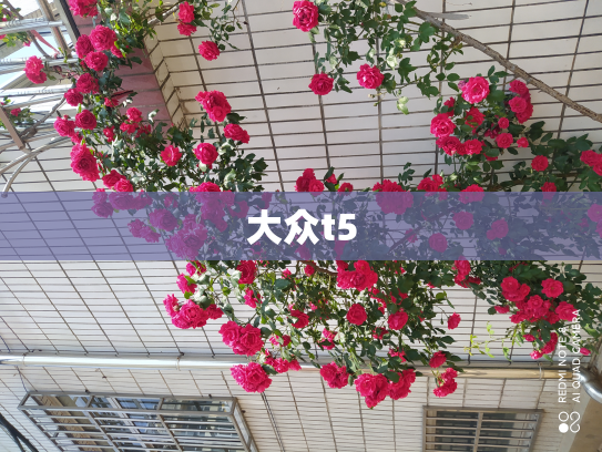 大众t5