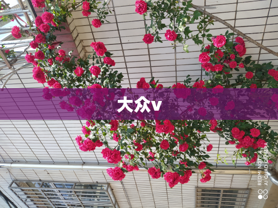 大众v