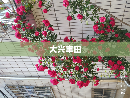 大兴丰田