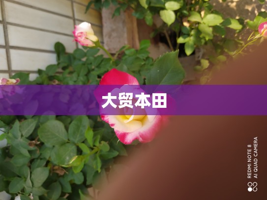 大贸本田