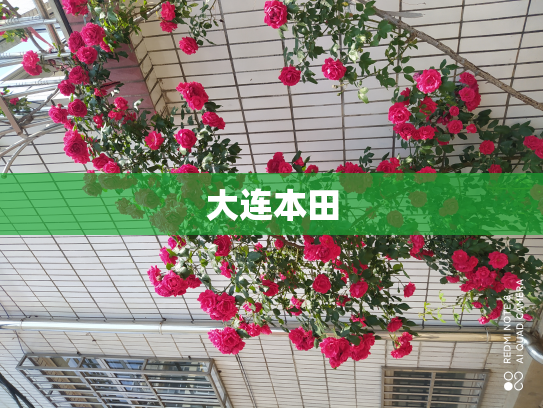 大连本田