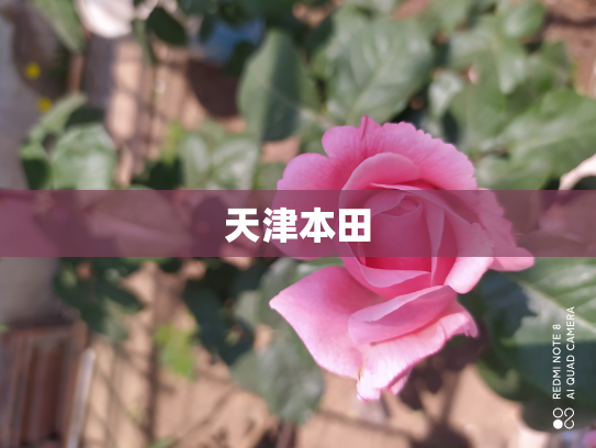 天津本田