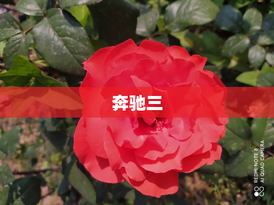 奔驰三