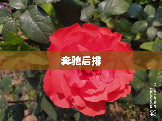 奔驰后排