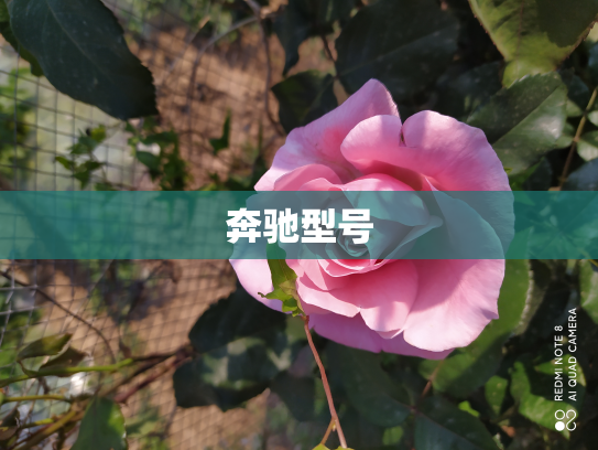 奔驰型号