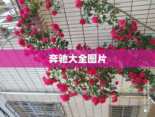 奔驰大全图片