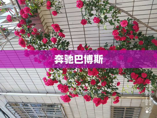 奔驰巴博斯