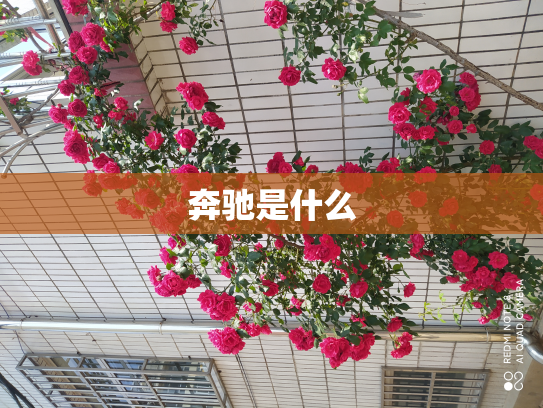 奔驰是什么