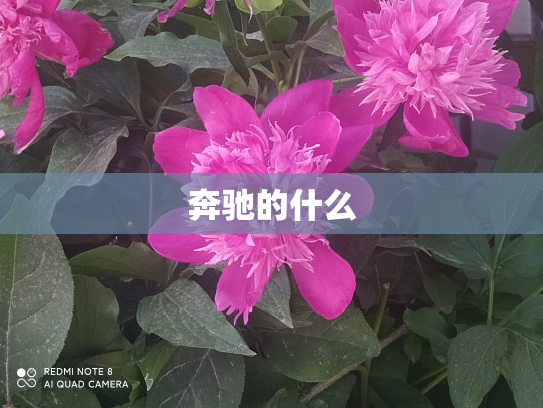 奔驰的什么