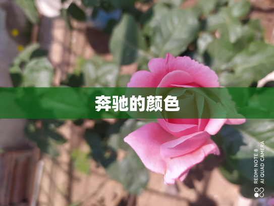 奔驰的颜色