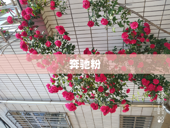 奔驰粉