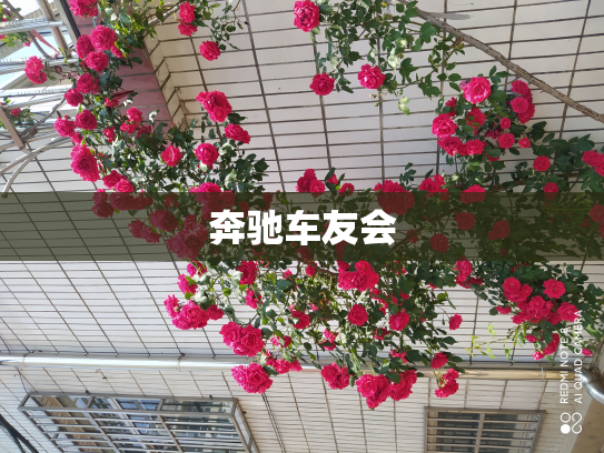 奔驰车友会