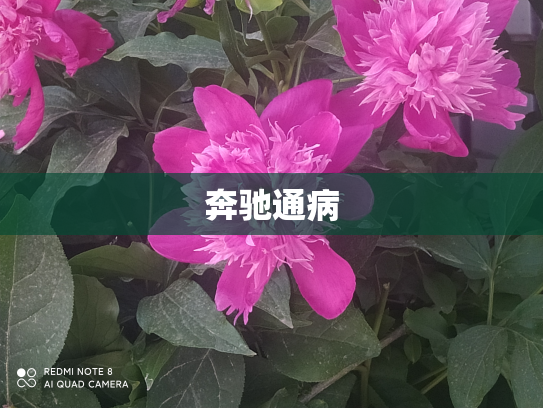 奔驰通病