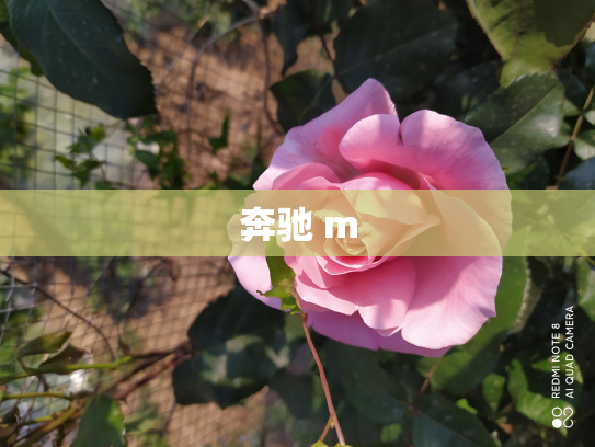 奔驰 m
