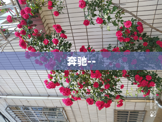 奔驰--