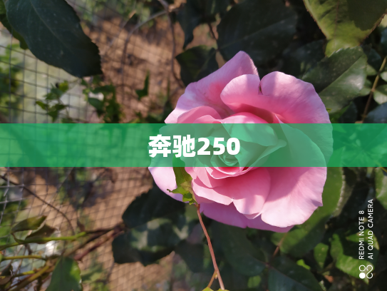 奔驰250
