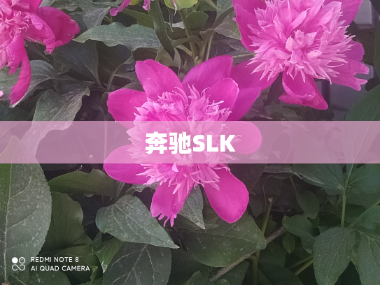 奔驰SLK