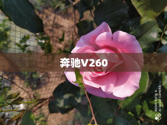 奔驰V260