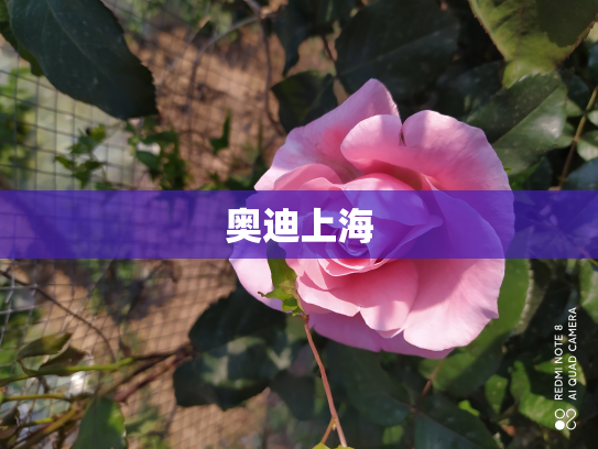 奥迪上海