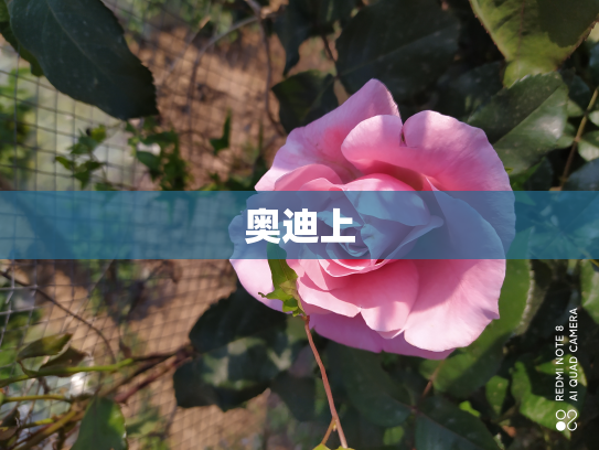 奥迪上