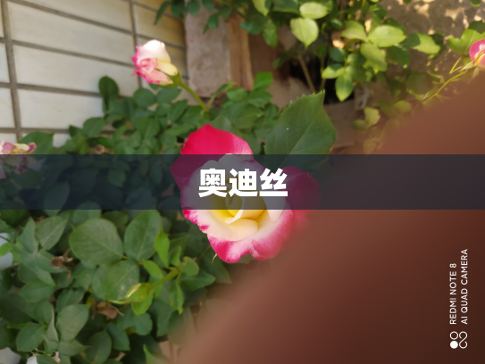 奥迪丝
