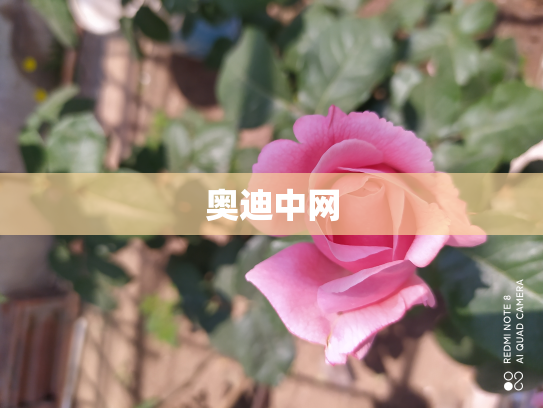 奥迪中网