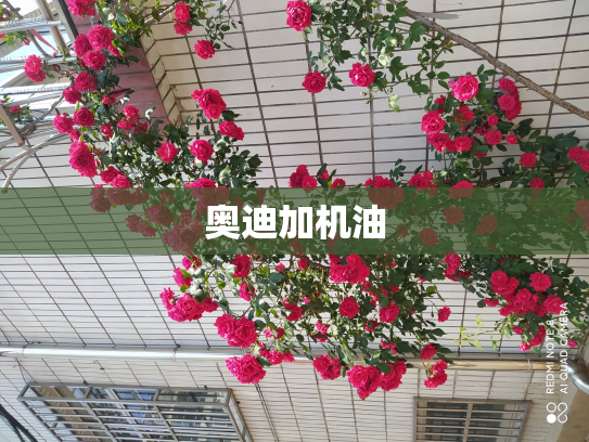 奥迪加机油