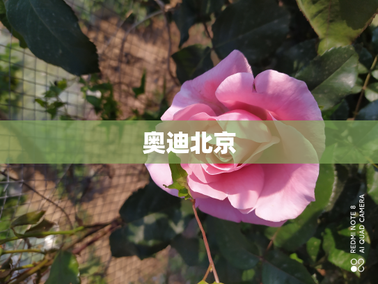 奥迪北京