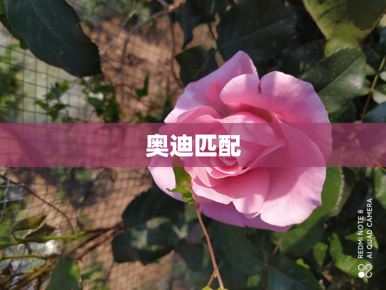 奥迪匹配