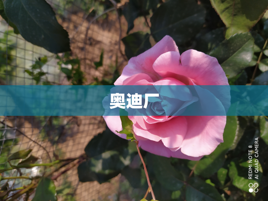 奥迪厂