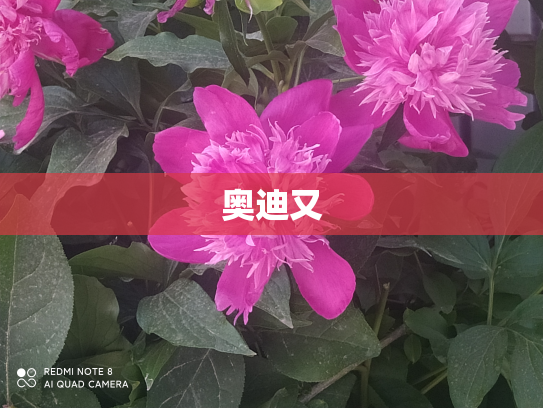 奥迪又