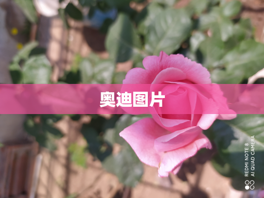 奥迪图片