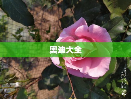 奥迪大全