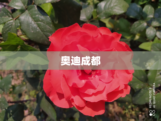 奥迪成都