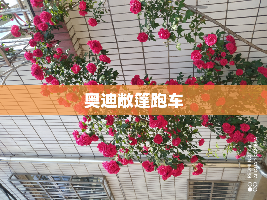 奥迪敞篷跑车
