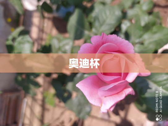 奥迪杯