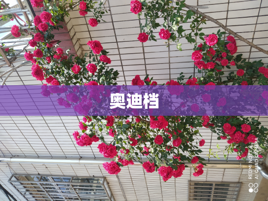 奥迪档