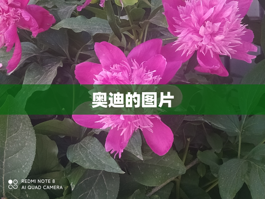 奥迪的图片